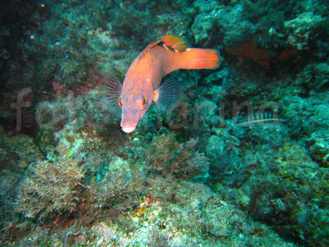 Qualche pesce da Portofino